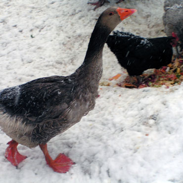 les animaux de la ferme dans la neige