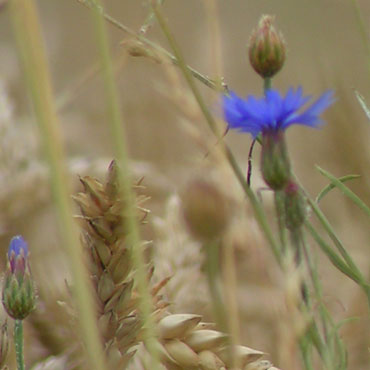 fleur de bleuet dans un champ de blé