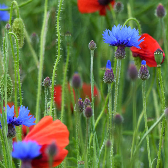 avec des coquelicots