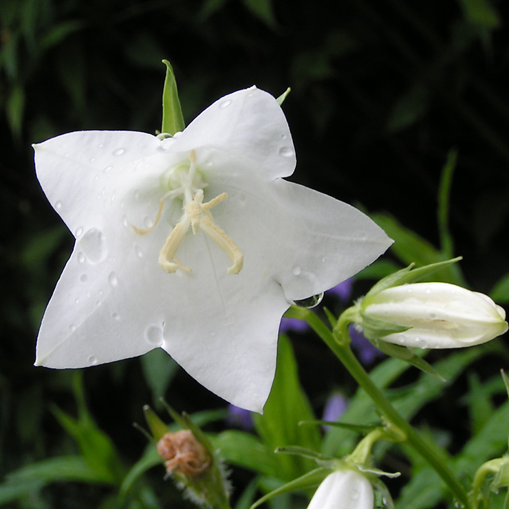 fleur de campanule blanche