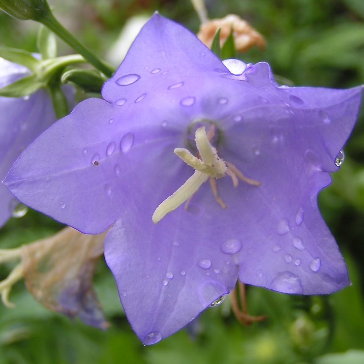 fleur de campanule bleue