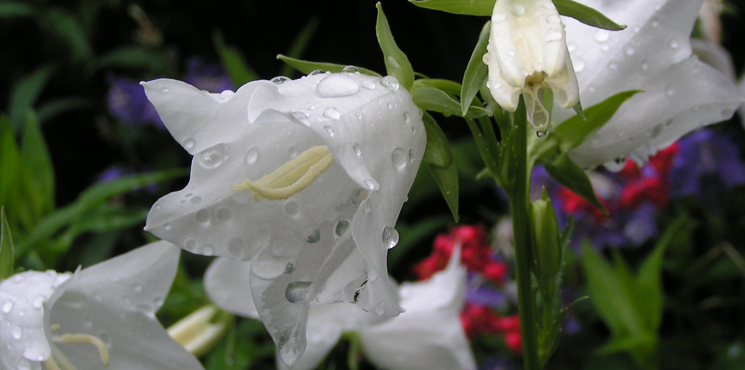 les clochettes au jardin