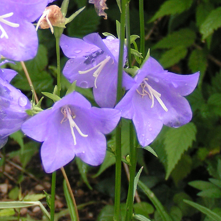 des clochettes bleues