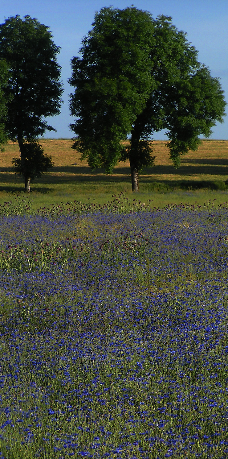 Champ de bleuets