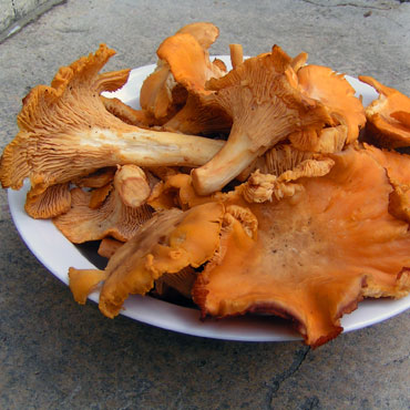 chanterelles dans une assiette