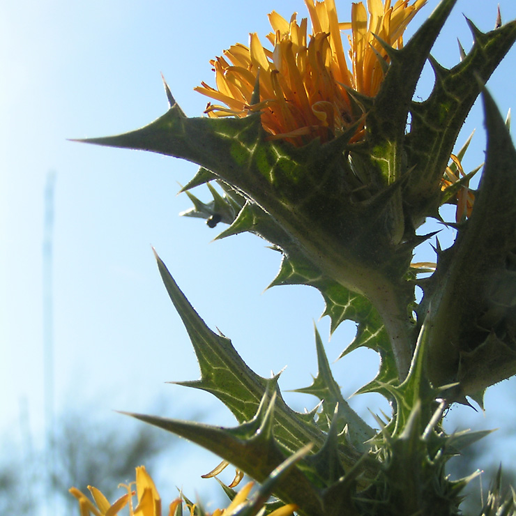 fleur de chardon jaune