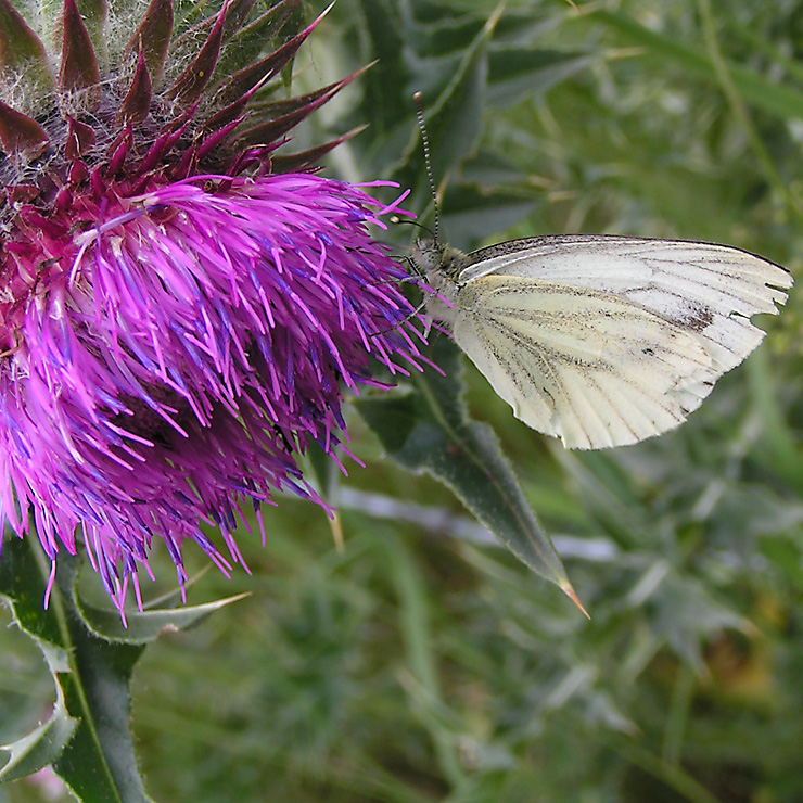 papillon sur une fleur de chardon