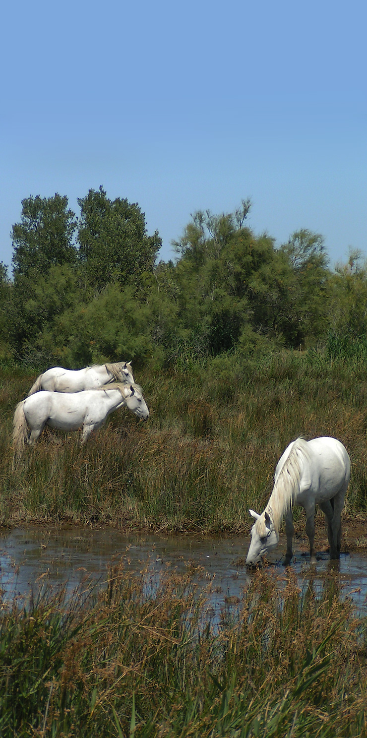 Les chevaux en Camargue