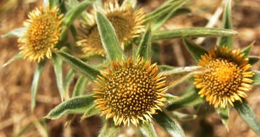 Les fleurs du littoral