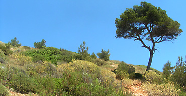 La garrigue