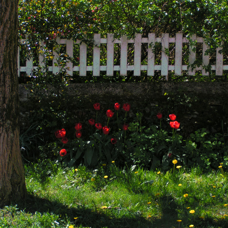 jardin avec des tulipes rouges