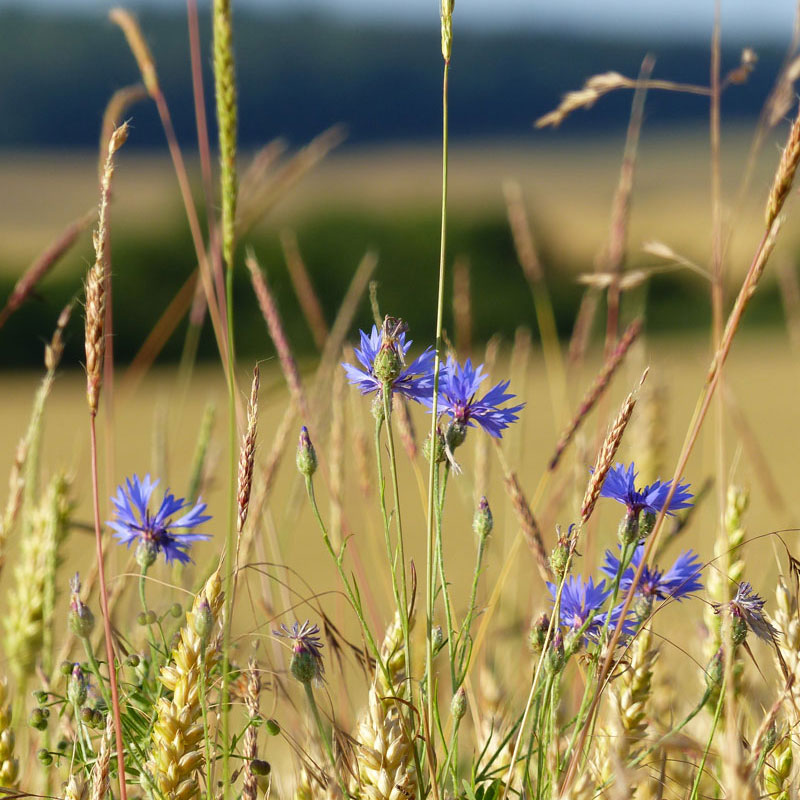 les bleuets dans un champ de blé