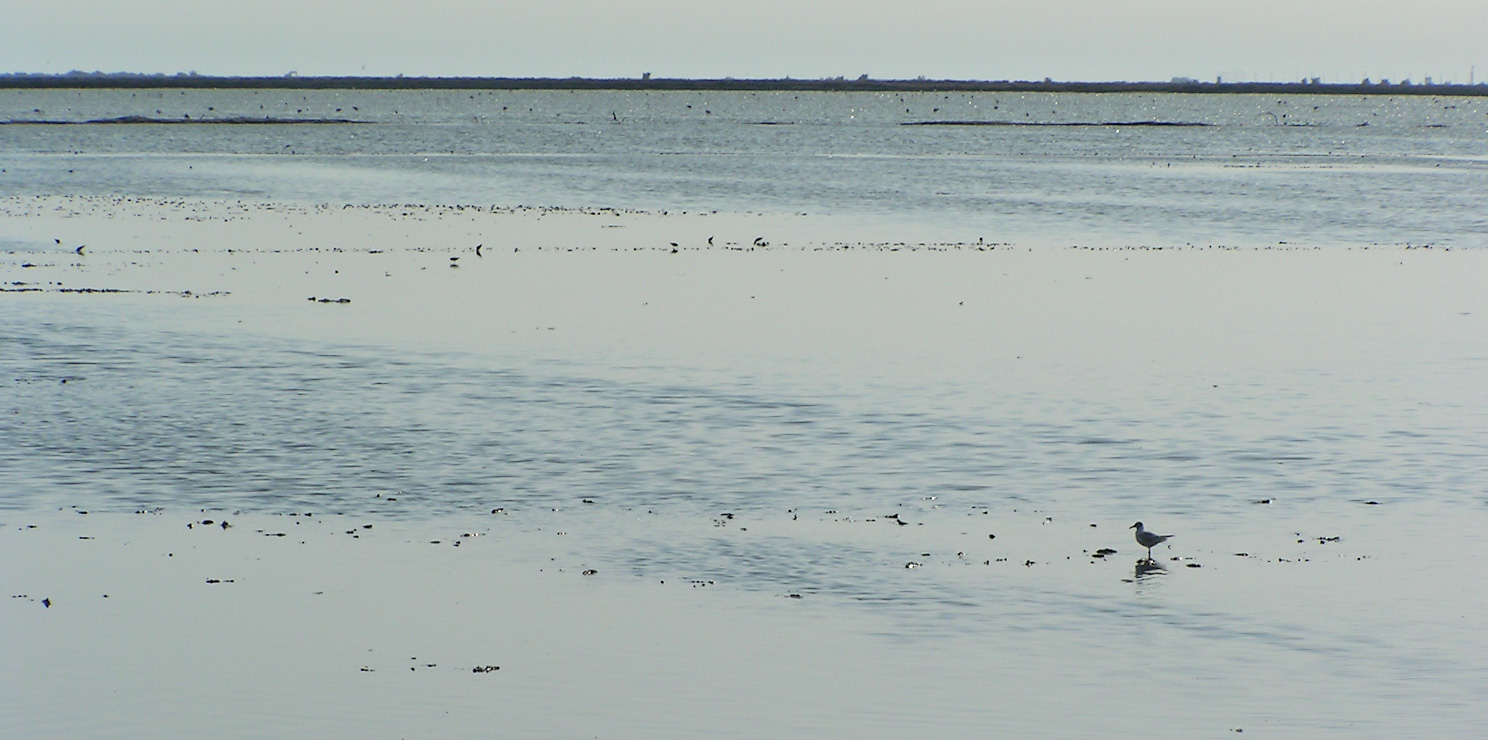 Les marais en Camargue