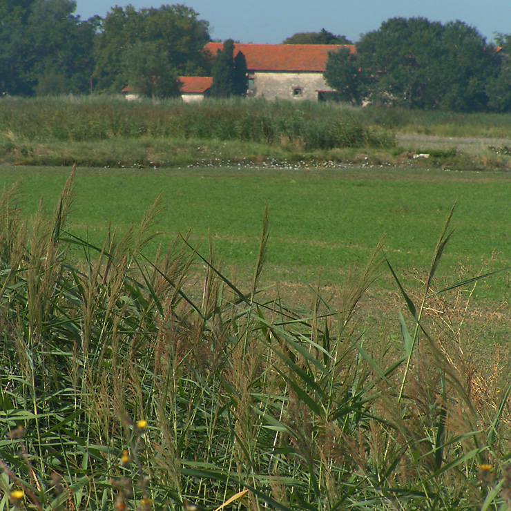 Paysage de Camargue