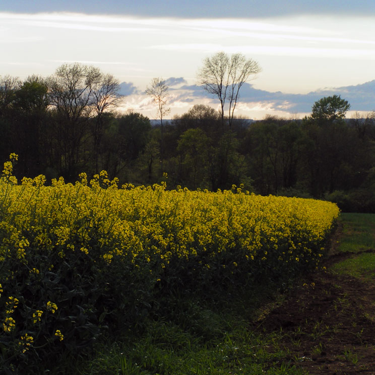 champ de colza au printemps