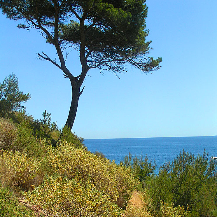 un pin et la garrigue en Provence