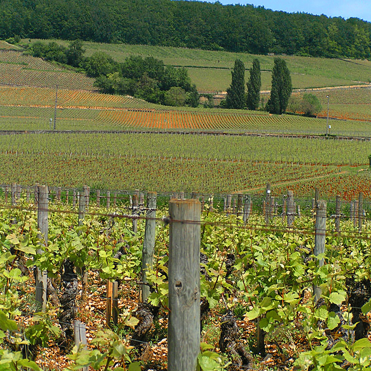 le vignoble en Bourgogne